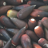 Valley Oak Acorns of the Central Coast of California.
