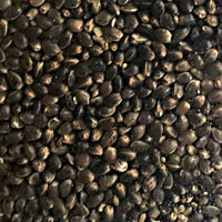 Bag of Hemp Seed.